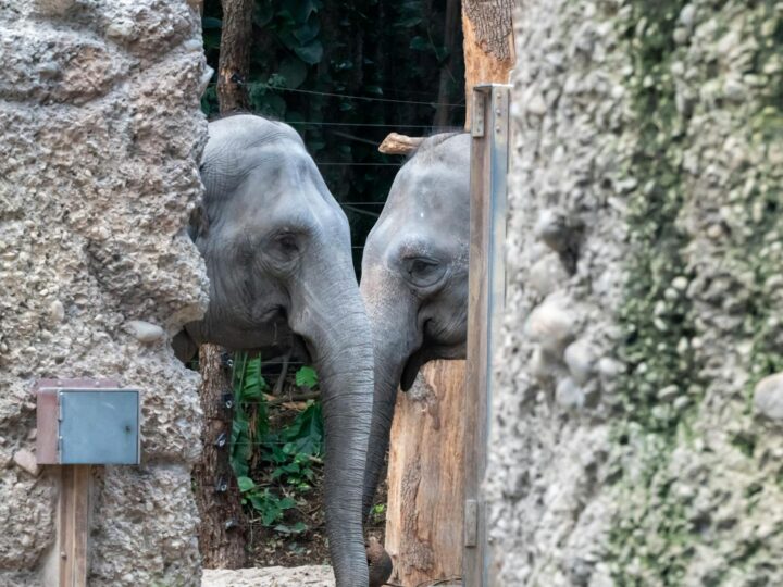 Zoolgico de Chemnitz
