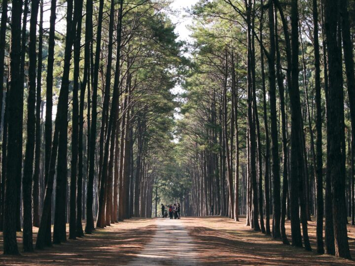 FamilienThemenpark Woodlands