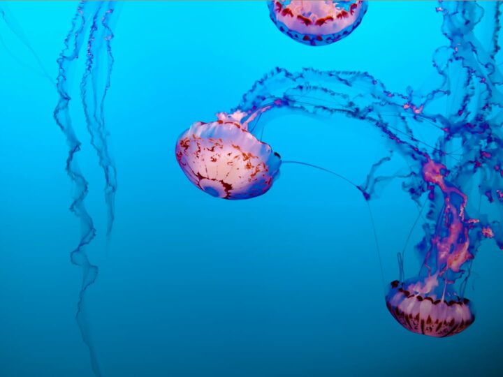 Aquarium von Livorno
