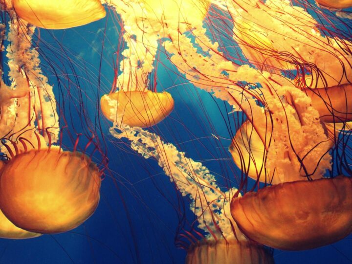 Aquarium von Livorno