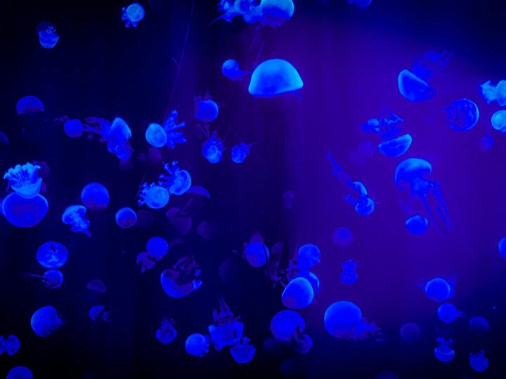 Aquarium von Livorno