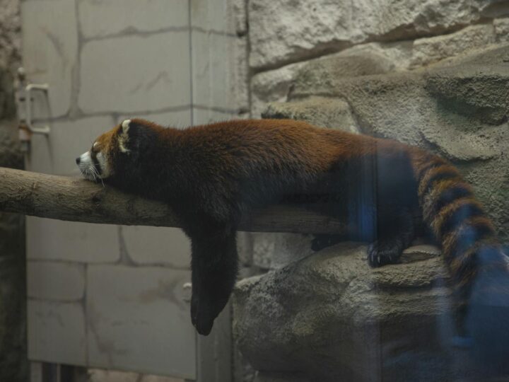 Parque Natural ZooAtraes