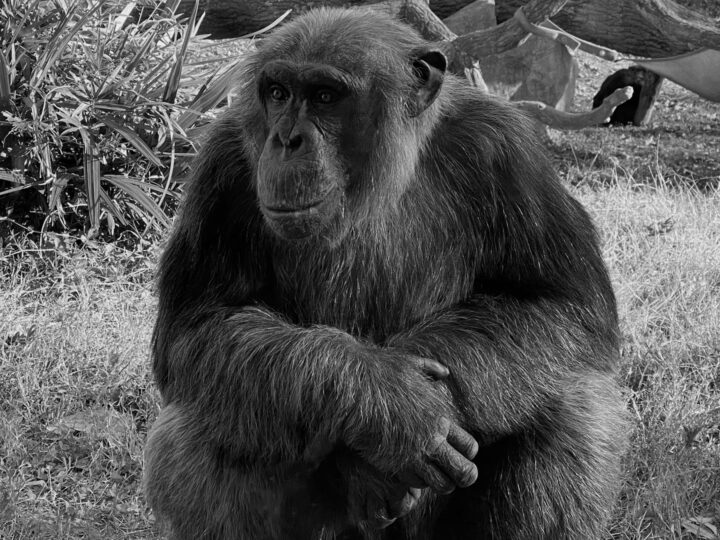 Jardim Zoolgico de Colchester