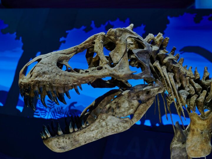 Museu Nurgico Exposio