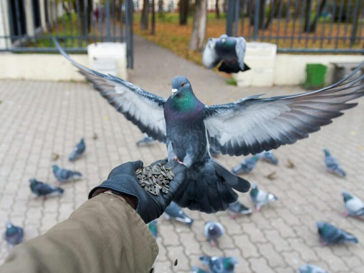 Parque de aves e jardins