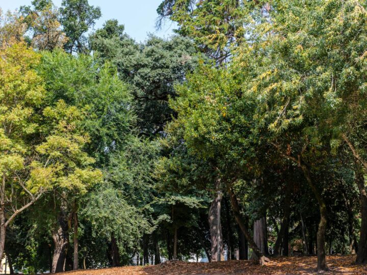 Parque Gulli Lomme