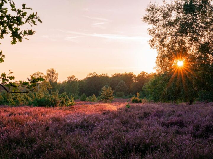 Merheimer Heide