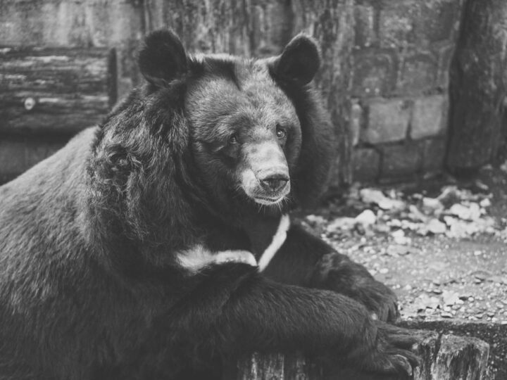 Zoolgico de Nyregyhza Parque Zoolgico de Sst
