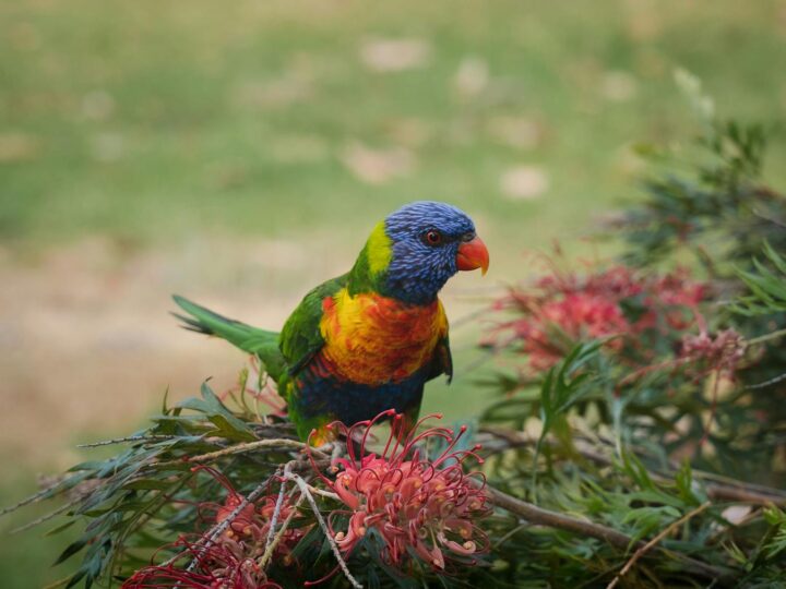 Jardins de Sydney