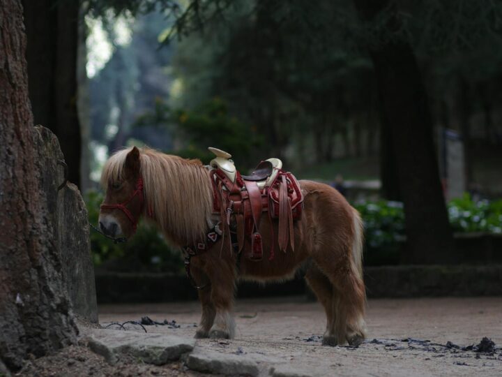 LES PETITS FERMIERS  Parque animal e parque de lazer  Lansargues