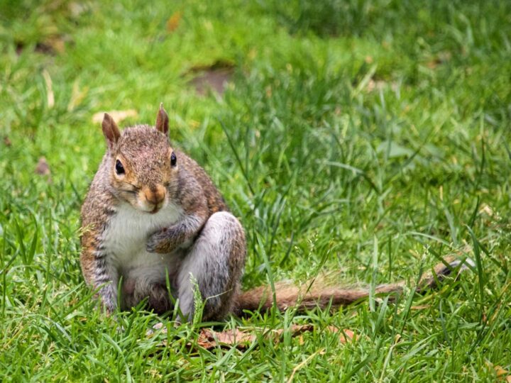 LES PETITS FERMIERS  Parque animal e parque de lazer  Lansargues