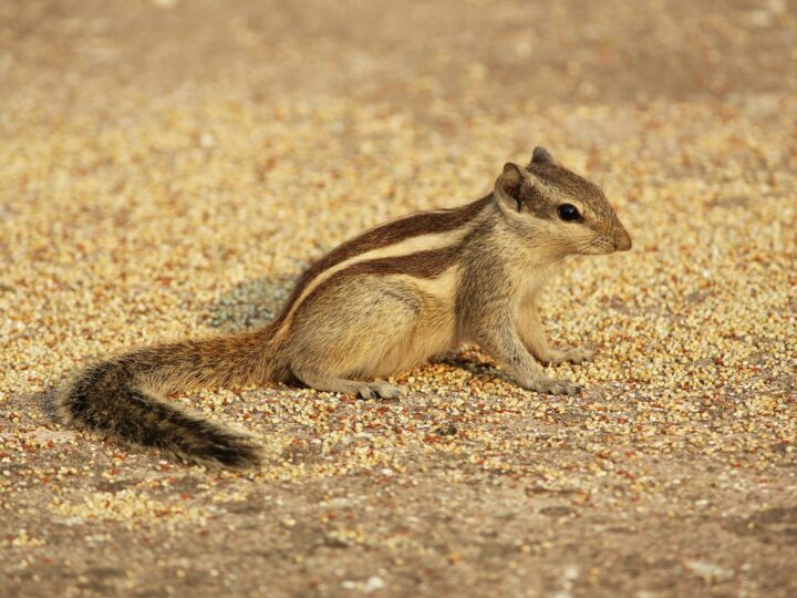 LES PETITS FERMIERS  Parque animal e parque de lazer  Lansargues
